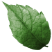 Illustration d'une feuille d'arbre